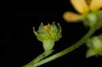 Beaked agrimony